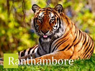 Ranthambore